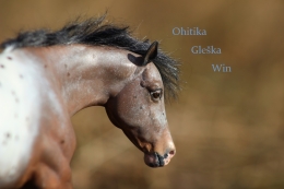 OhitikaGleskaWin1.jpg